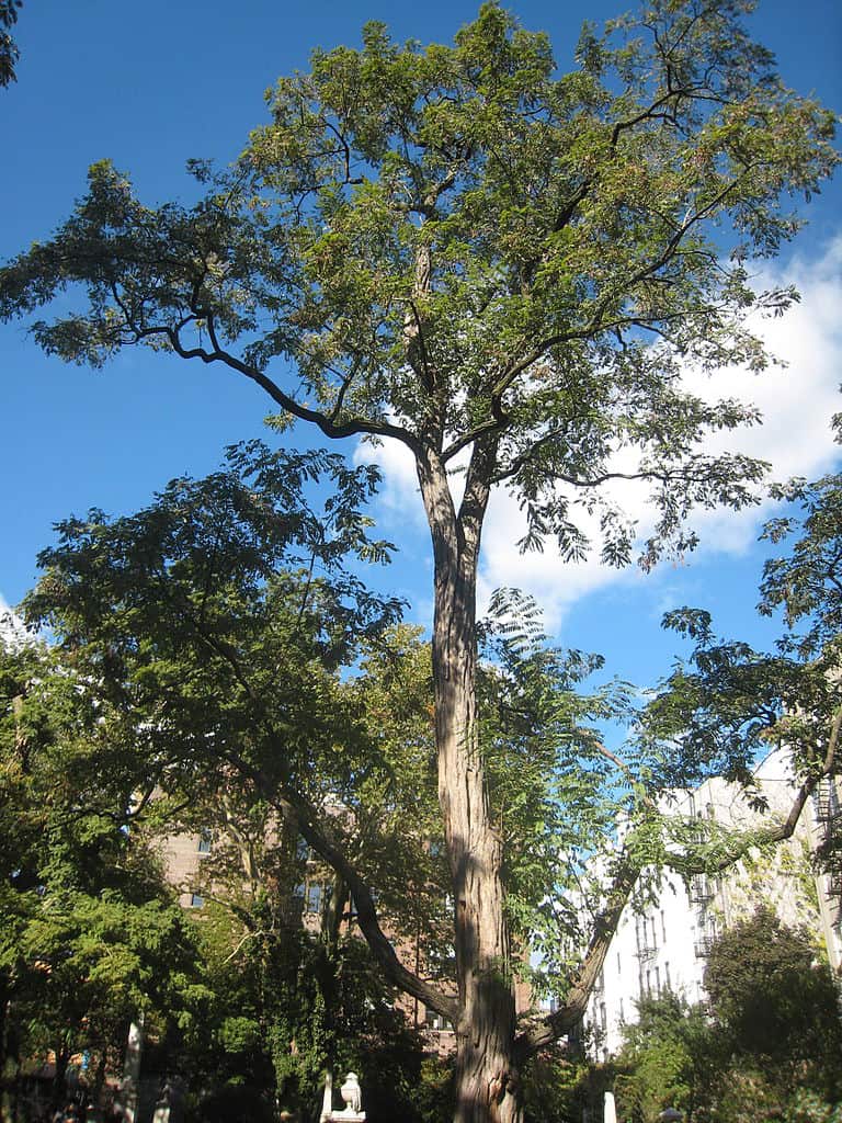 23 Most Common Trees in Illinois ProGardenTips