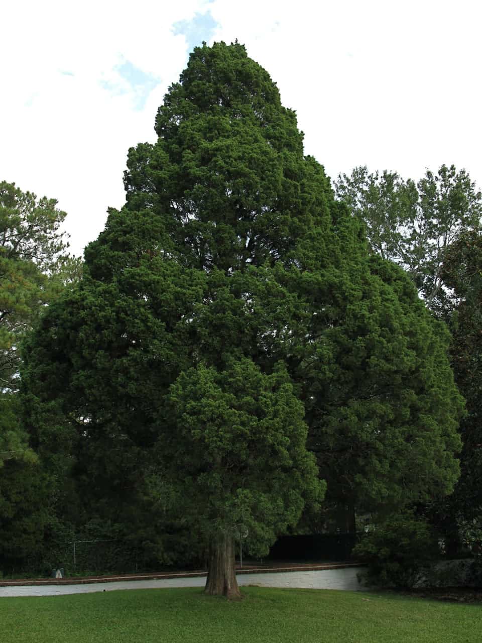 25 Most Common Trees in West Virginia ProGardenTips