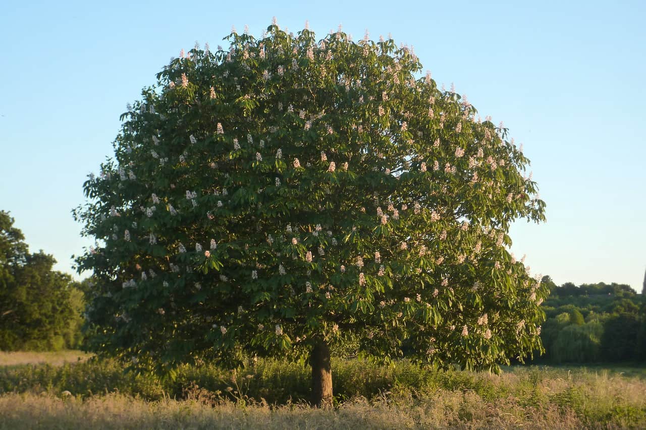 28 Most Common Trees in Michigan ProGardenTips