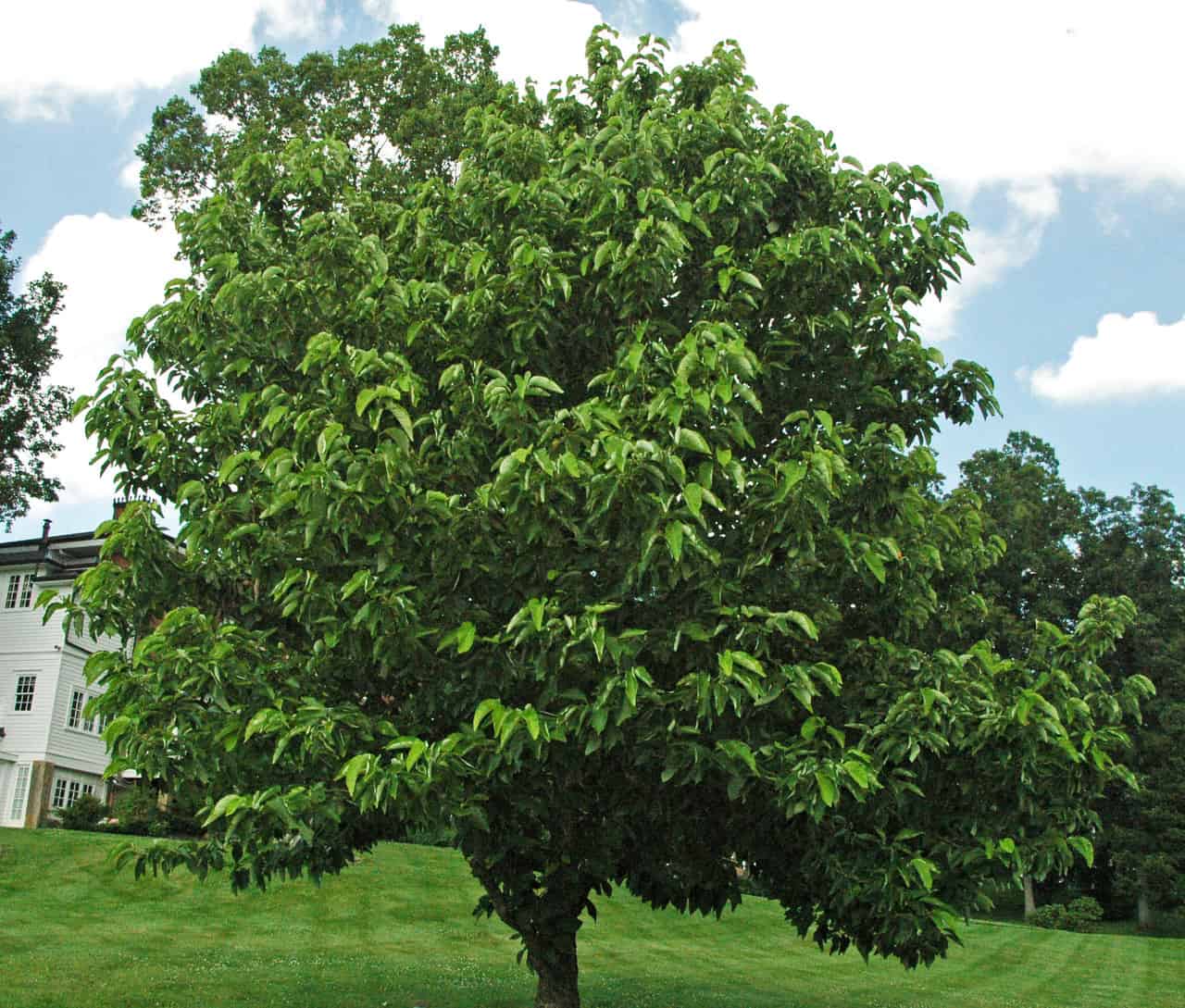 27 most common trees in Louisiana ProGardenTips