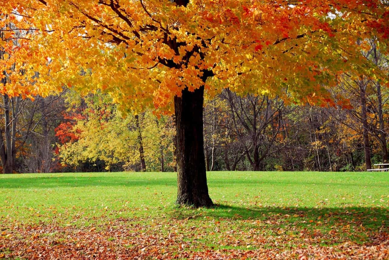 4 Types Of Maple Trees in New Hampshire ProGardenTips