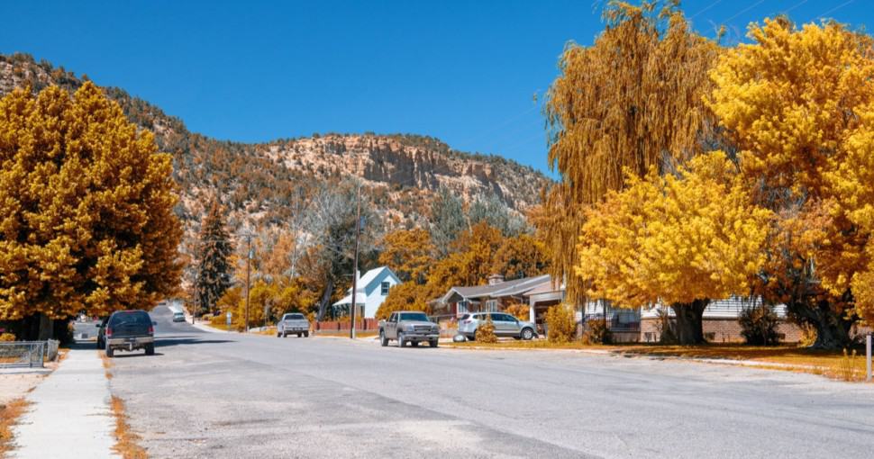 4 Most Common Types of Maple Trees in Utah ProGardenTips