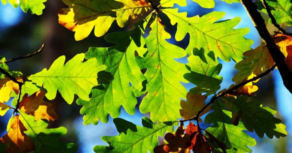 5 Types of Oak Trees in Massachusetts ProGardenTips