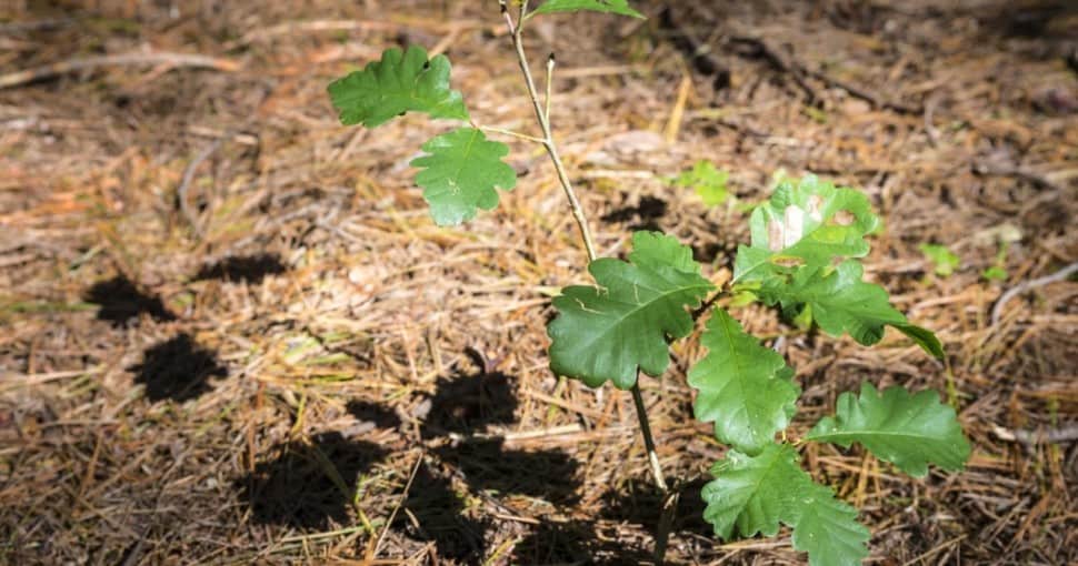 5 Types of Oak Trees in New Mexico ProGardenTips