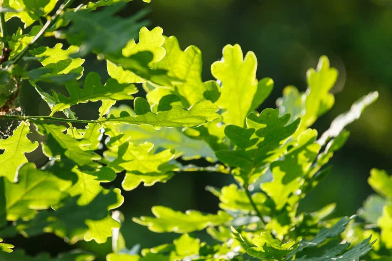 what is the most common tree in maryland Maryjane Lyon