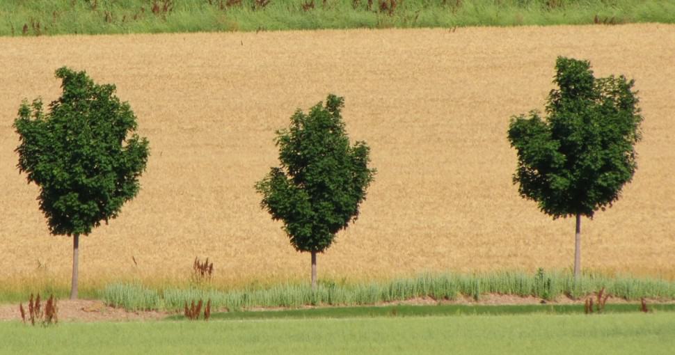 3 Typical Types of Maple Trees in Nebraska ProGardenTips