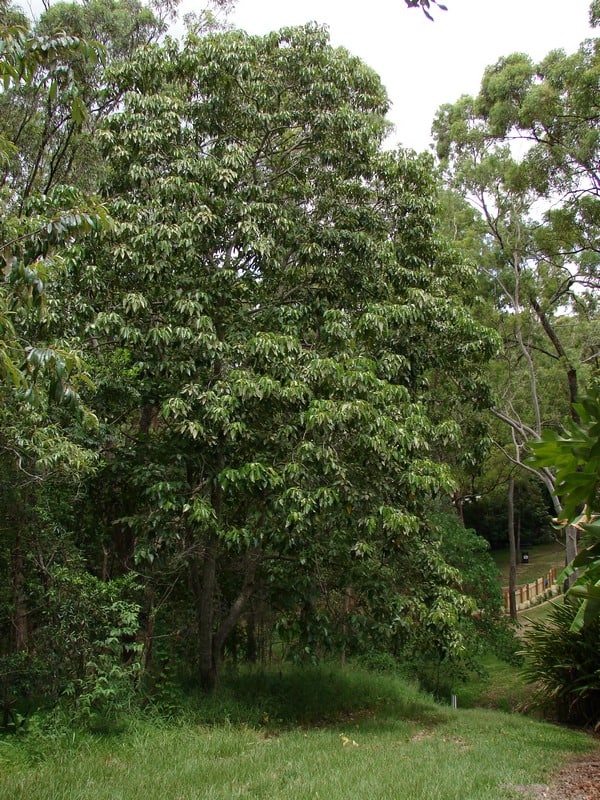 32 Most Common Trees in Hawaii ProGardenTips