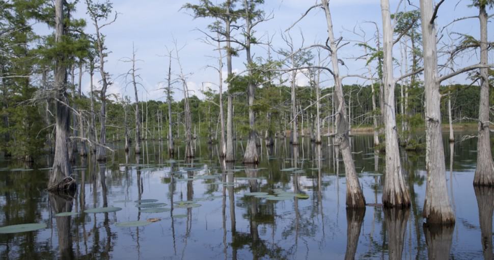 27 most common trees in Louisiana ProGardenTips