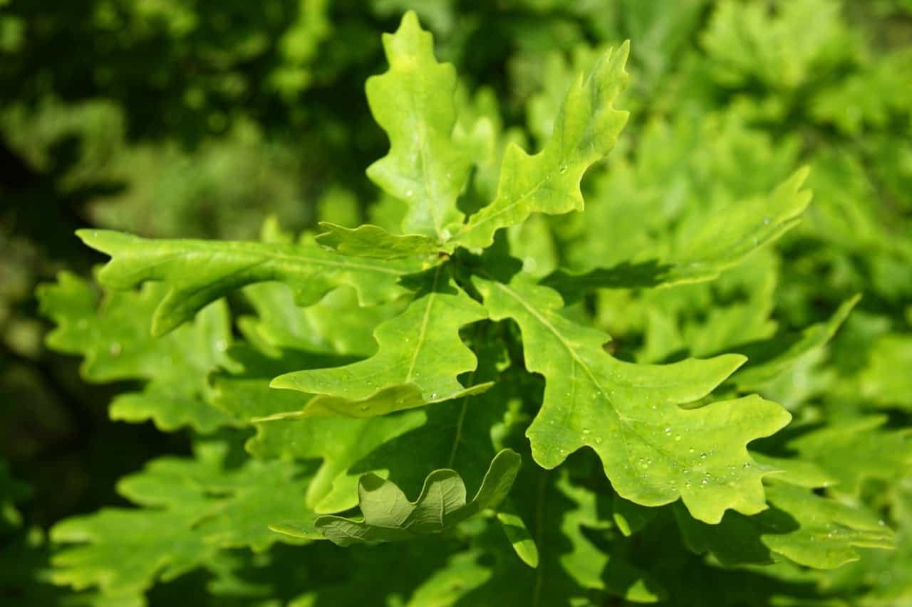 2 Typical Types of Oak Trees in Alberta ProGardenTips