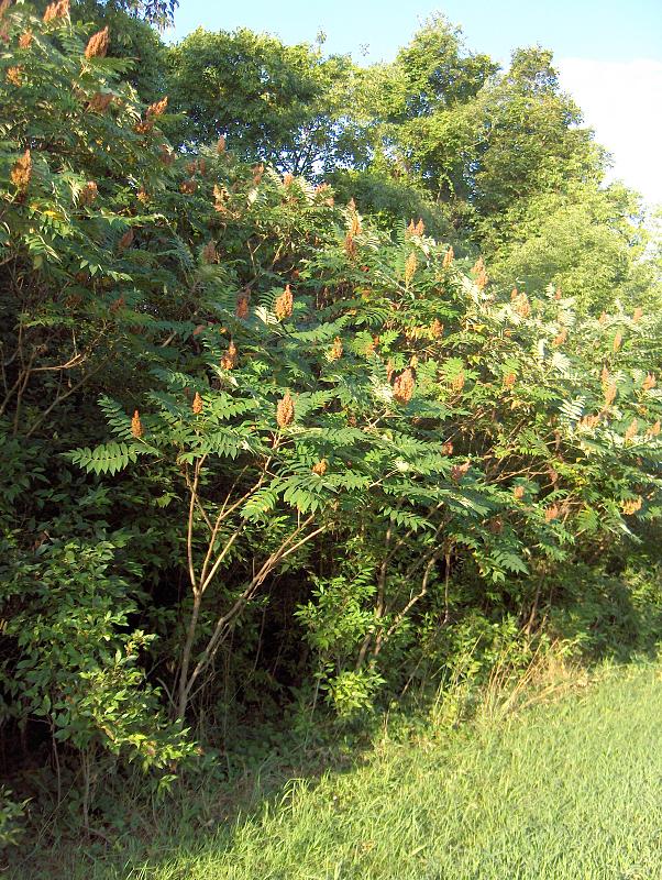 21 most common trees in Connecticut ProGardenTips