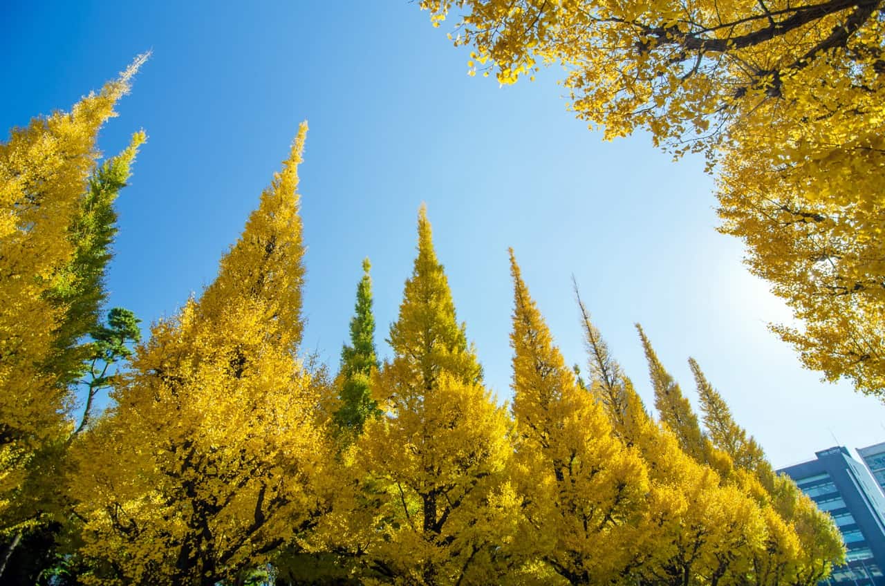31 Most Common Trees in Japan ProGardenTips