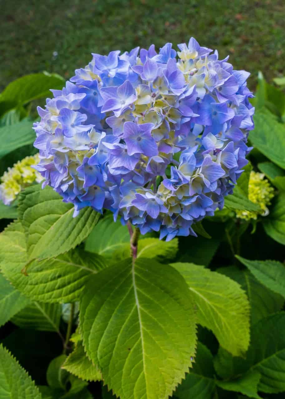 Are Hydrangeas Poisonous? ProGardenTips