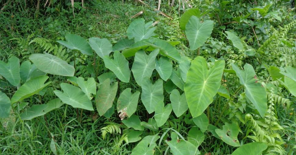 Are Elephant Ear Plants Poisonous To Dogs