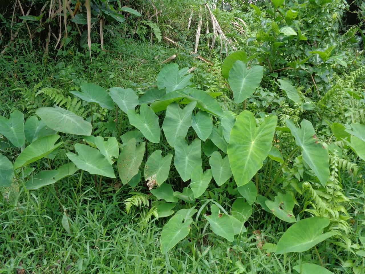 Are Elephant Ears Plants Poisonous To Dogs