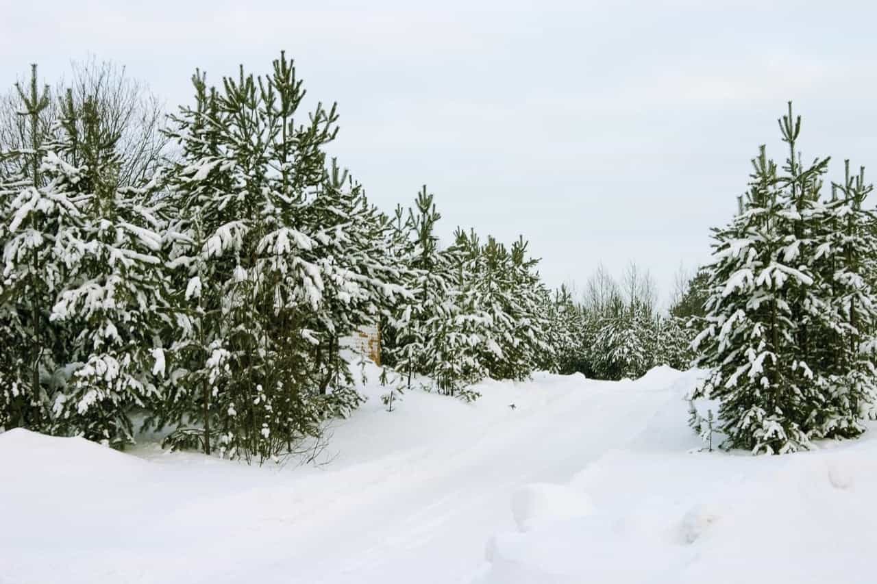 9 Evergreen Trees in Michigan ProGardenTips