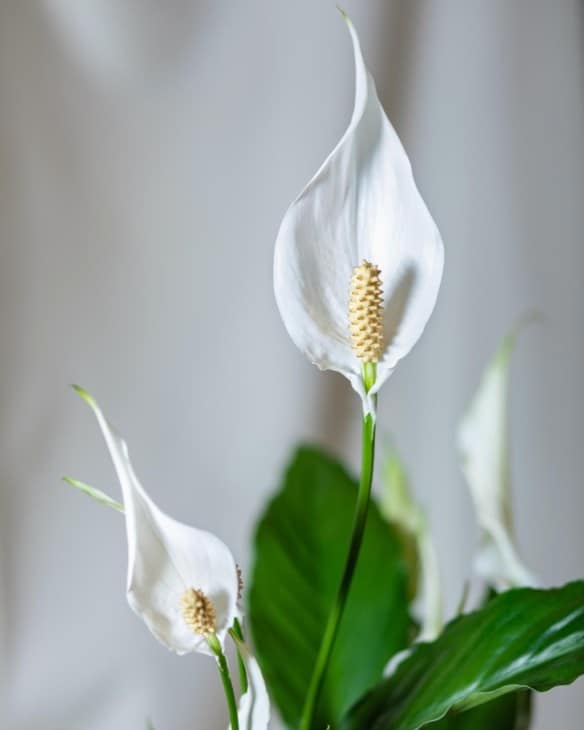 Are Peace Lilies Poisonous? ProGardenTips