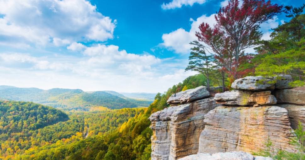 31 Most Common Trees in Kentucky ProGardenTips