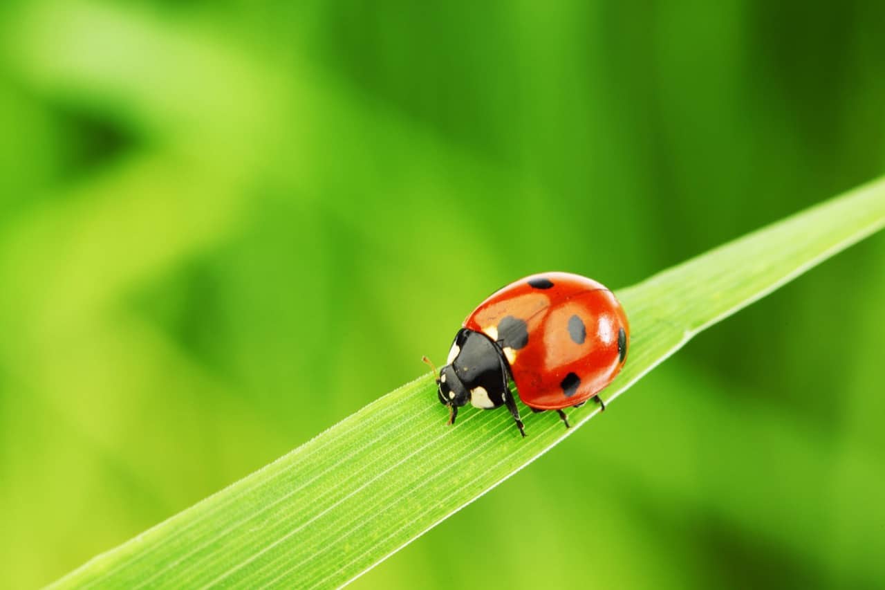 Poisonous Ladybugs
