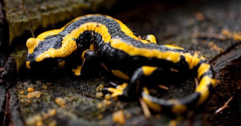 Are Salamanders Poisonous? ProGardenTips