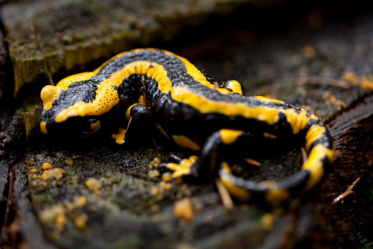 Are Salamanders Poisonous? ProGardenTips