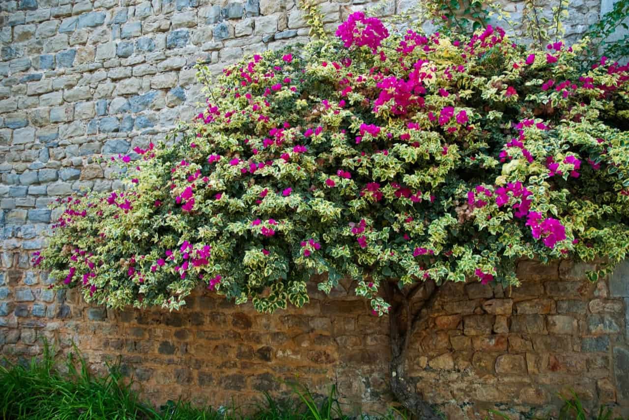 Are Bougainvillea Poisonous? ProGardenTips