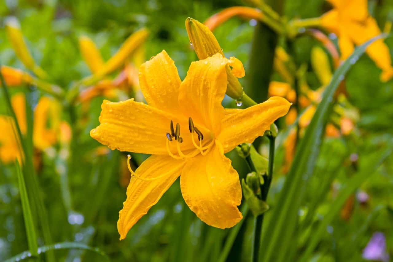 Are Daylilies Poisonous ProGardenTips