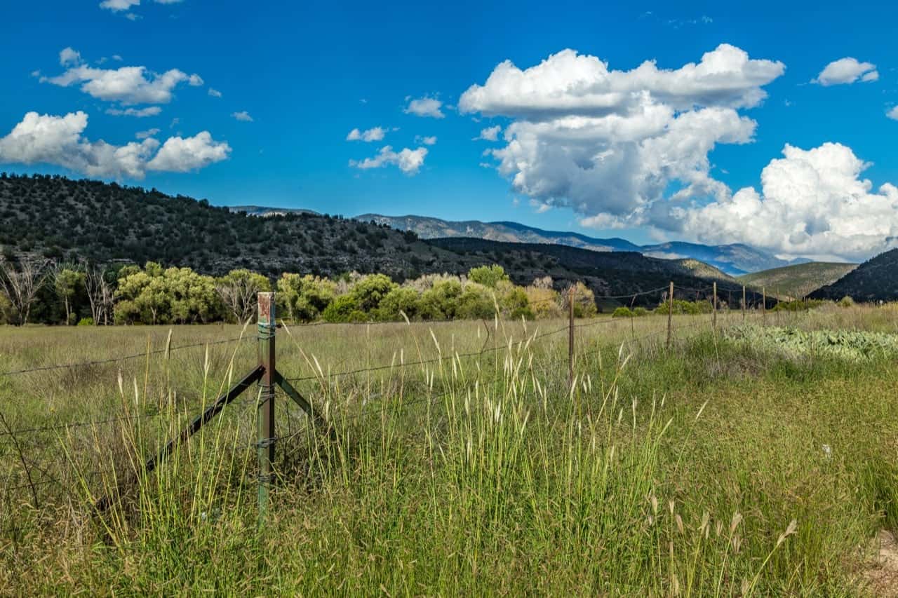 13 Evergreen Trees in New Mexico ProGardenTips