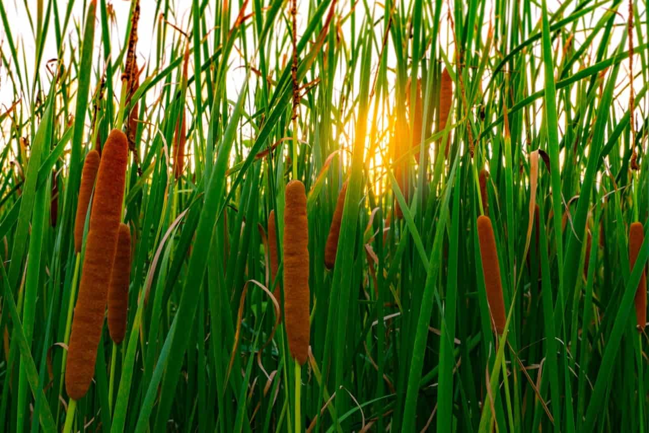 Are Cattails Poisonous? ProGardenTips