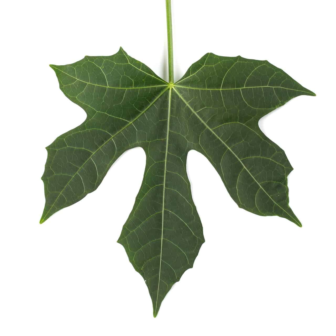 41 Chaya Plant Benefits ProGardenTips