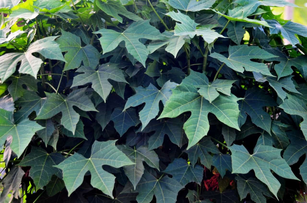 41 Chaya Plant Benefits ProGardenTips
