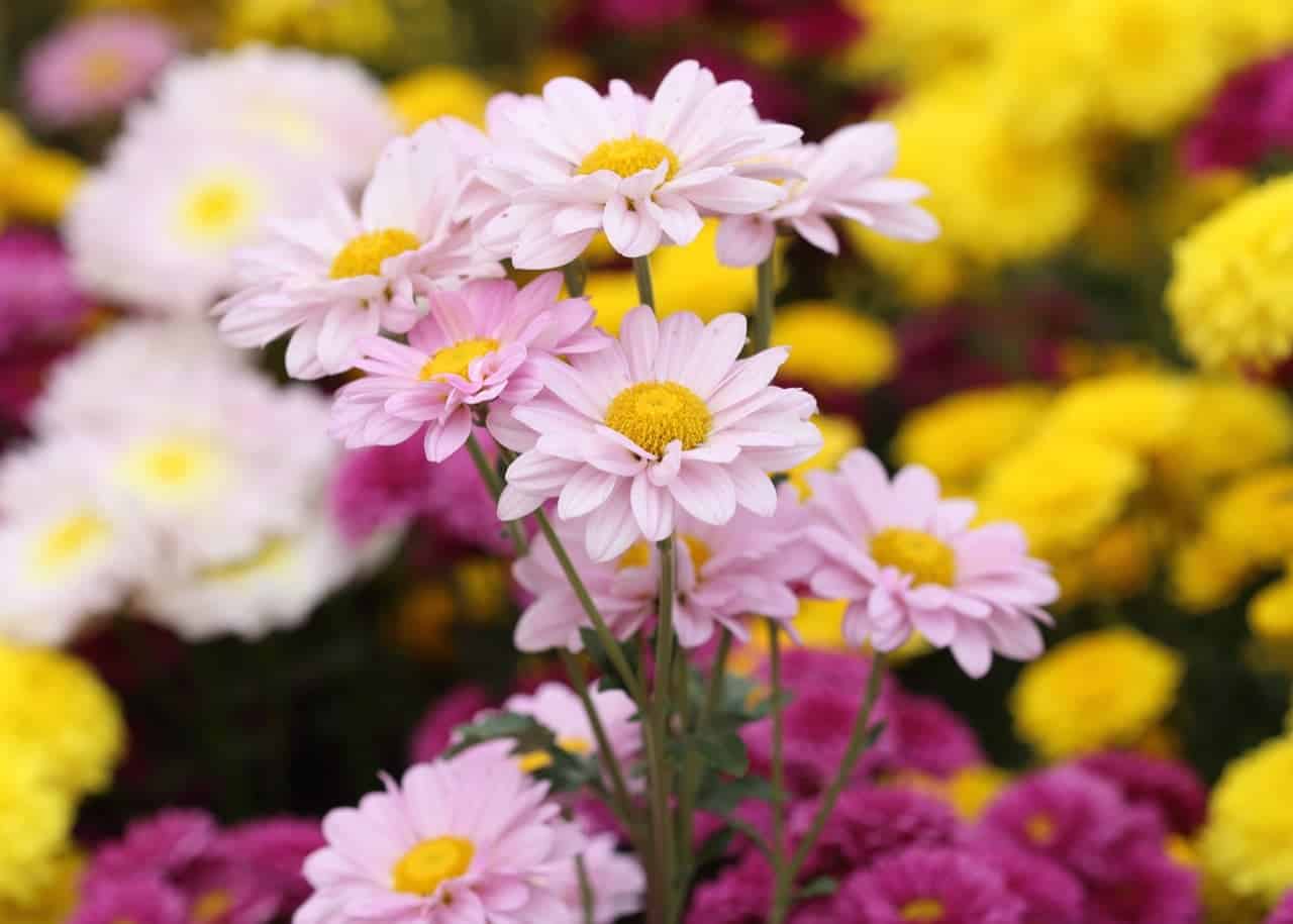 Are Chrysanthemums Poisonous? ProGardenTips