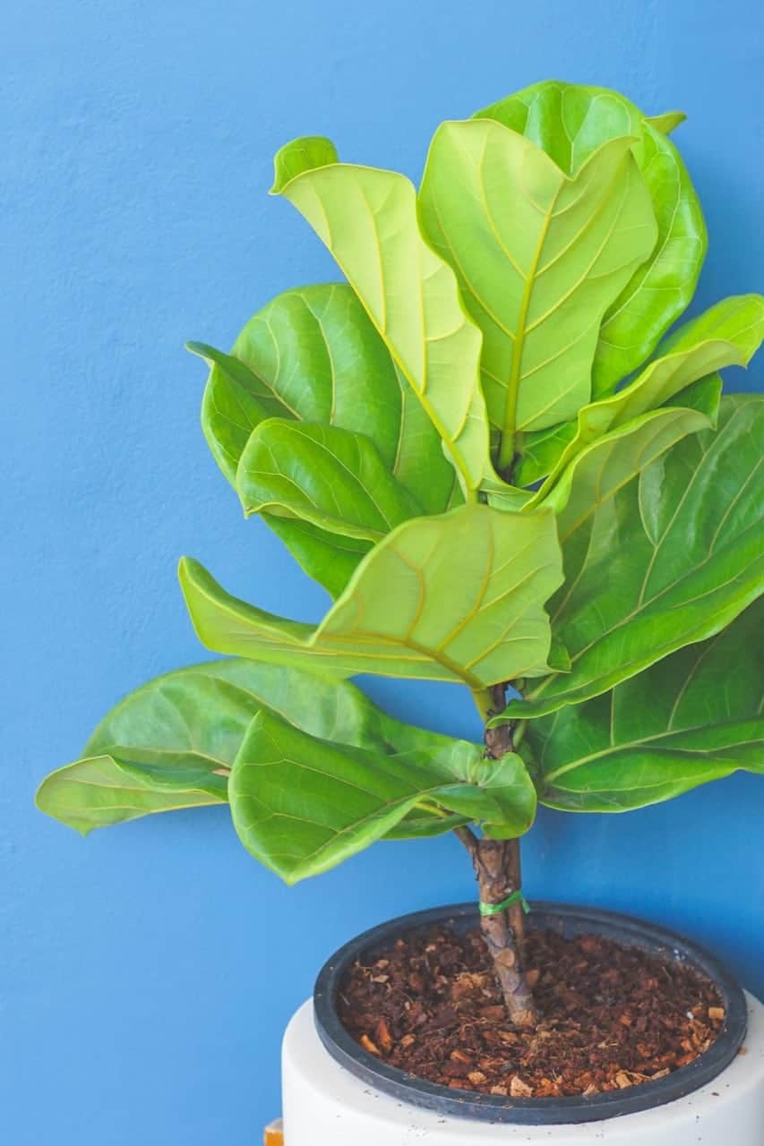 4 Amazing Fiddle Leaf Fig Tree Benefits ProGardenTips