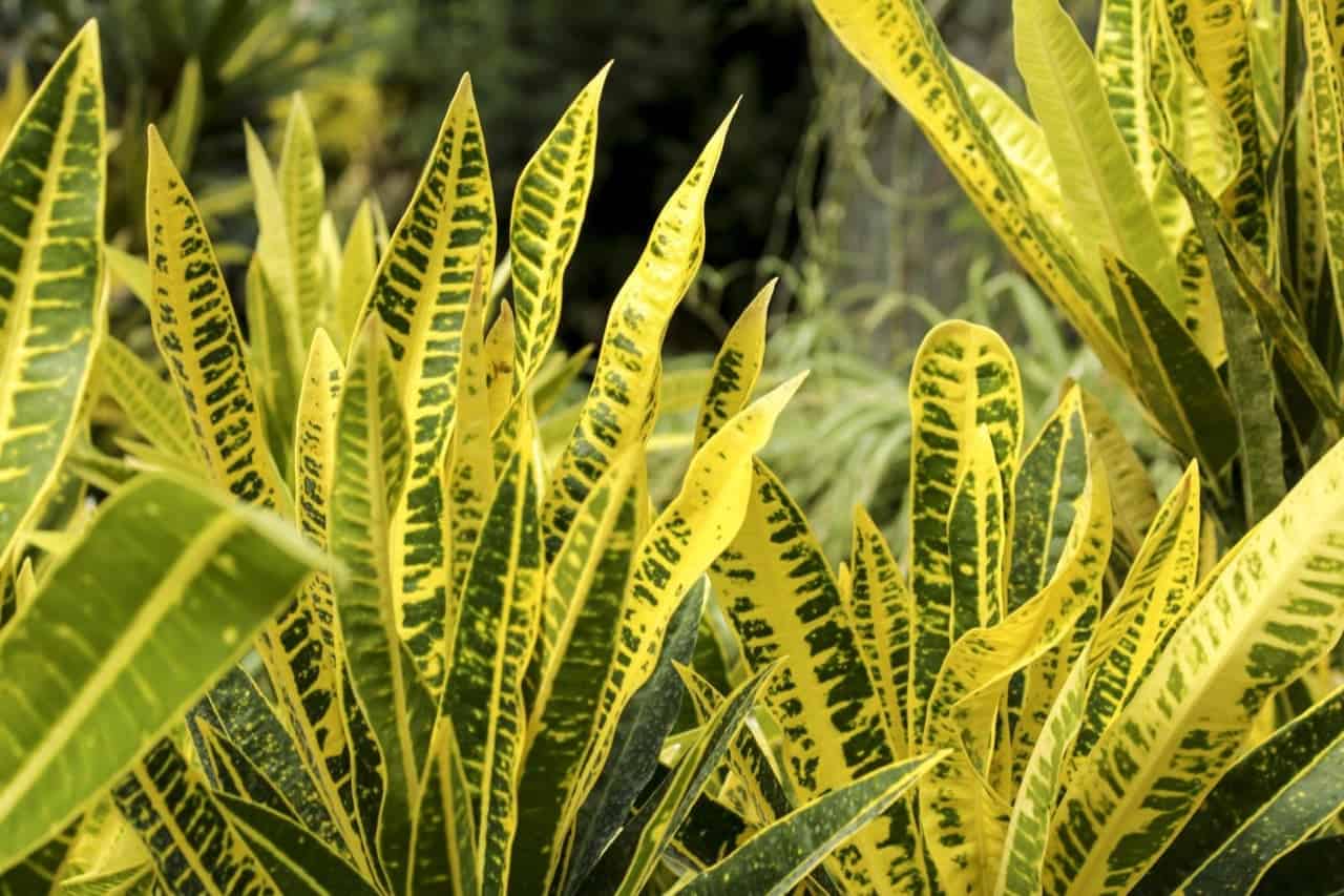 5 Croton Plant Benefits for Health and Aesthetics ProGardenTips
