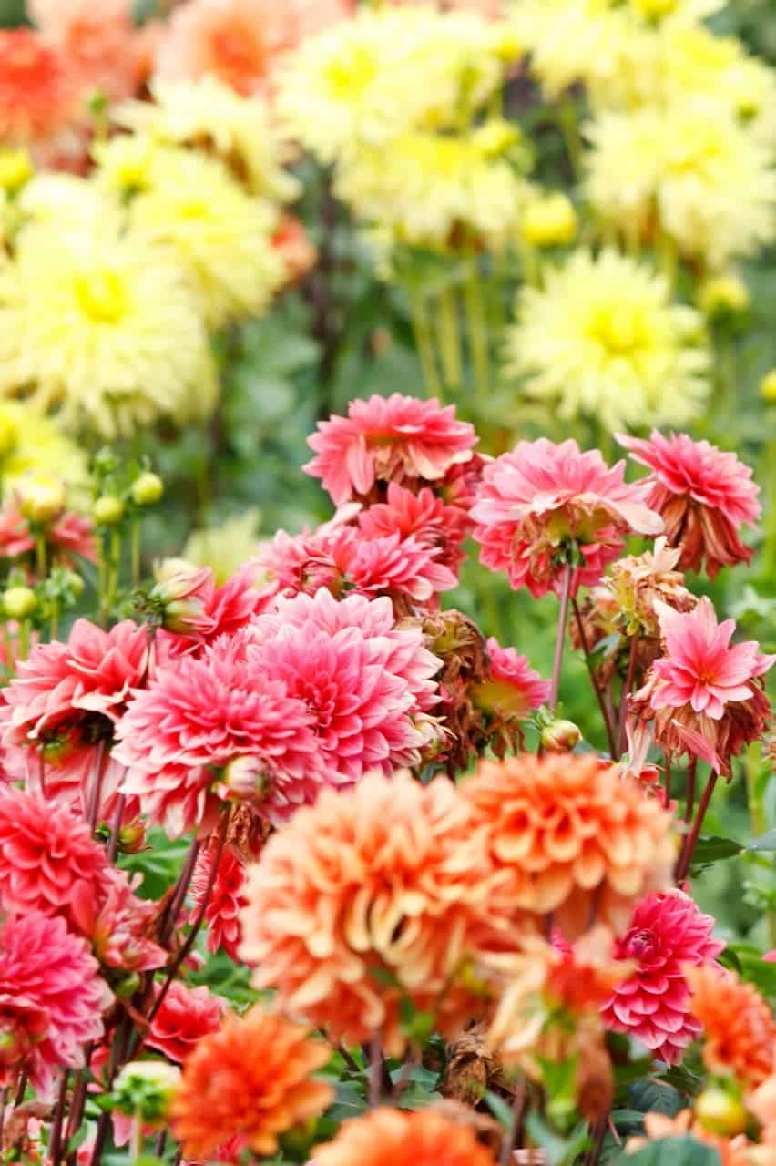 Are Dahlias Poisonous? ProGardenTips