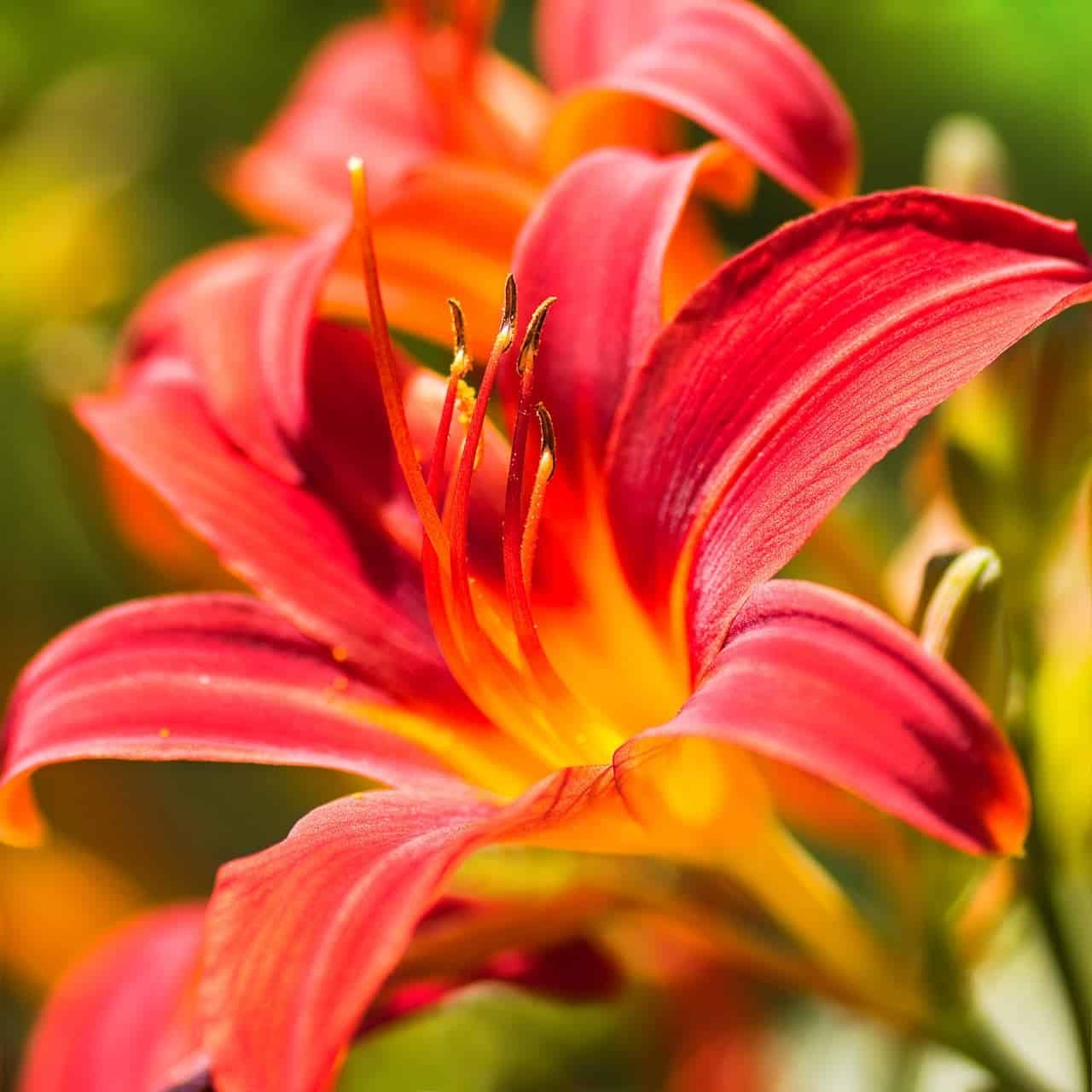 Are Daylilies Poisonous? ProGardenTips