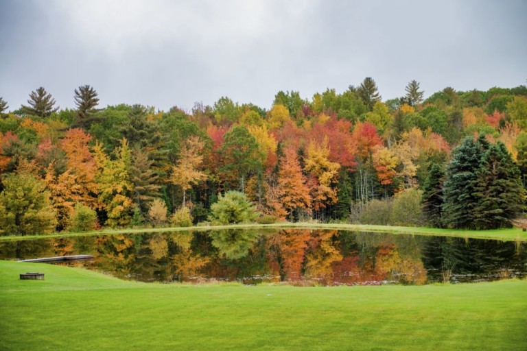 3 Great Types of Pine Trees in Massachusetts ProGardenTips