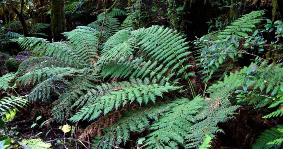 8 Plants That Look Like Ferns ProGardenTips