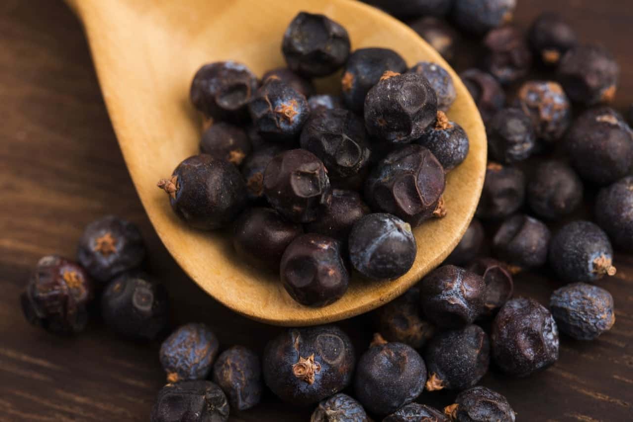 Are Juniper Berries Poisonous? ProGardenTips