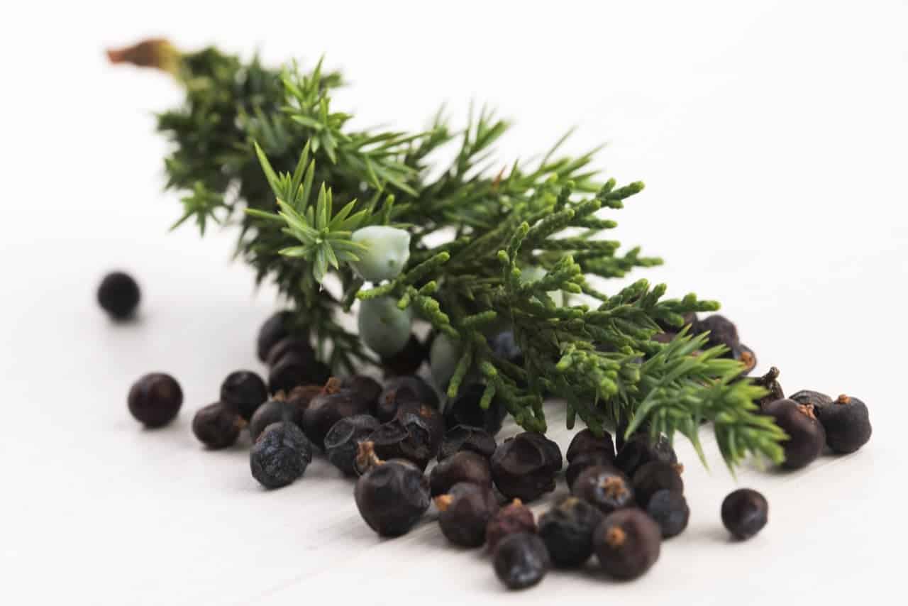 Are Juniper Berries Poisonous? ProGardenTips