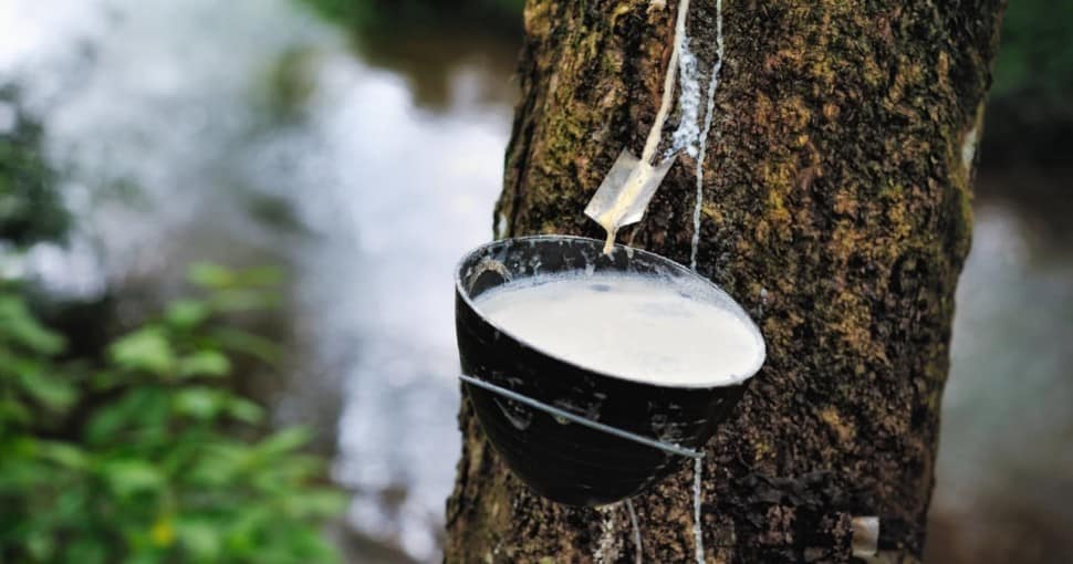 The Many Rubber Tree Benefits for Health ProGardenTips