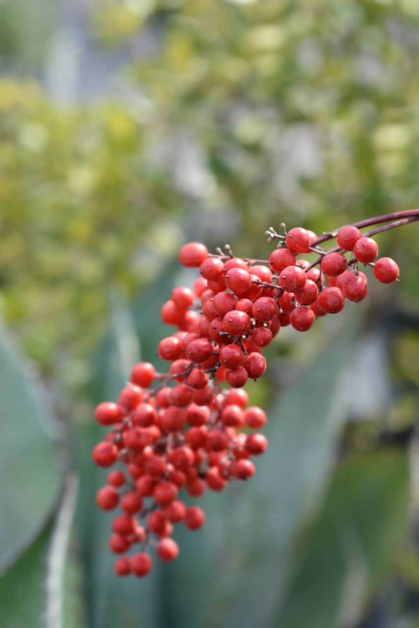 Are Nandina Berries Poisonous? ProGardenTips