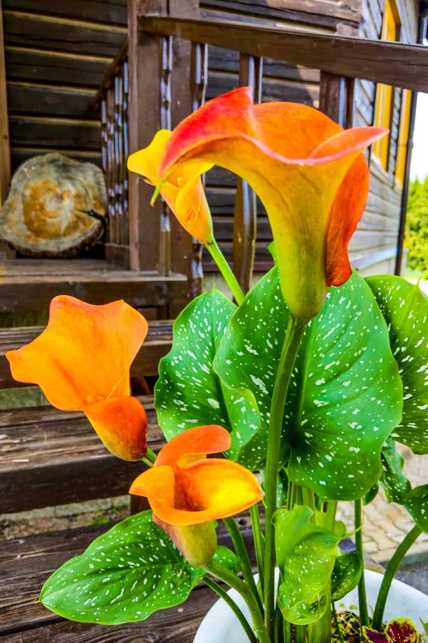 Are Calla Lilies Poisonous? ProGardenTips