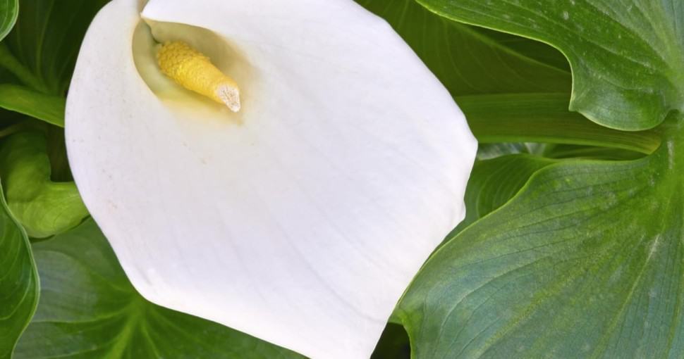 7 Plants That Look Like Peace Lily ProGardenTips