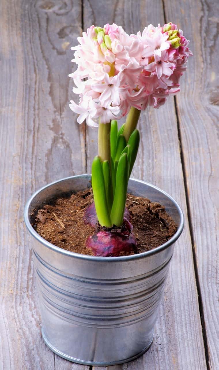 Are Hyacinths Poisonous? ProGardenTips