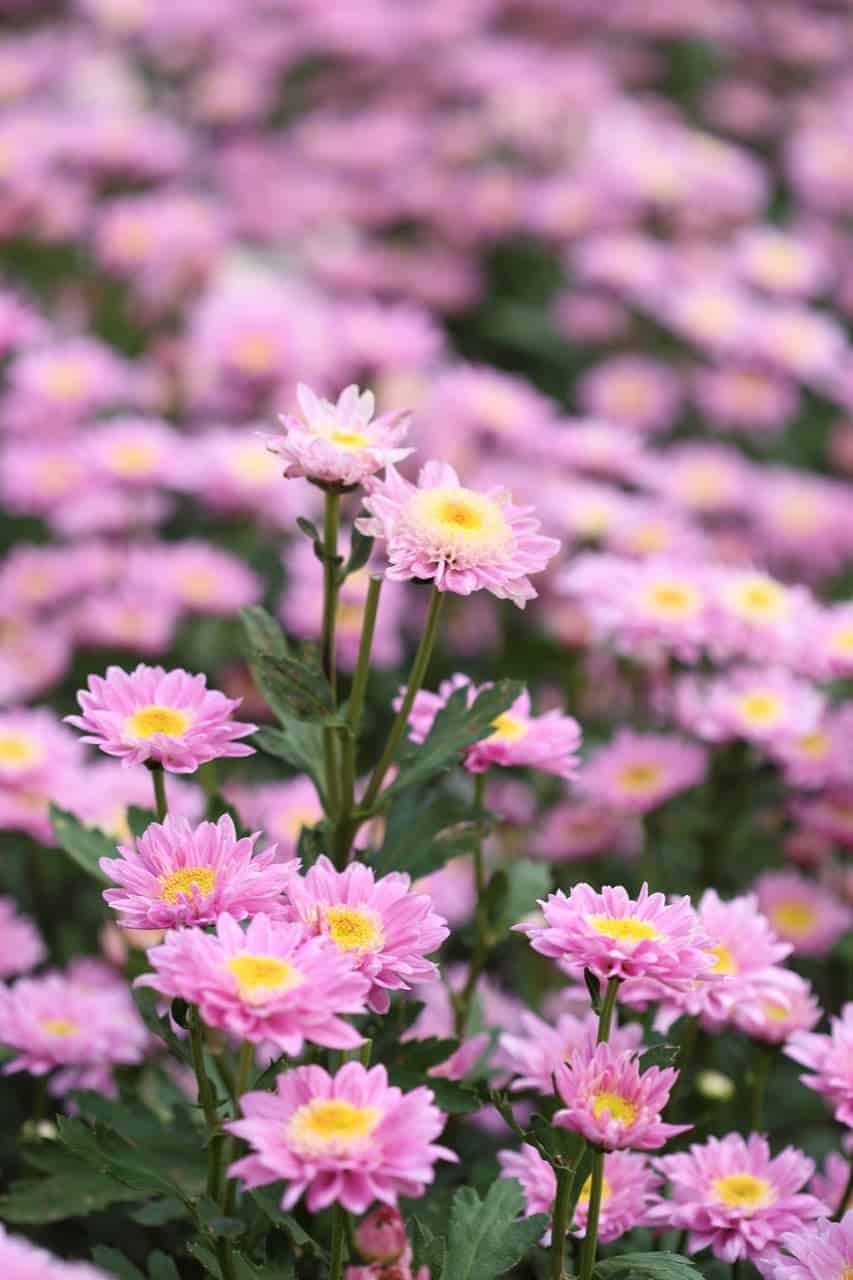 Are Chrysanthemums Poisonous? ProGardenTips
