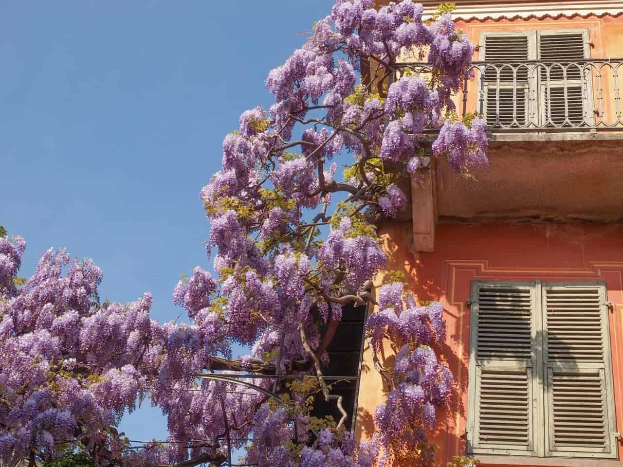 Are Wisteria Poisonous? ProGardenTips