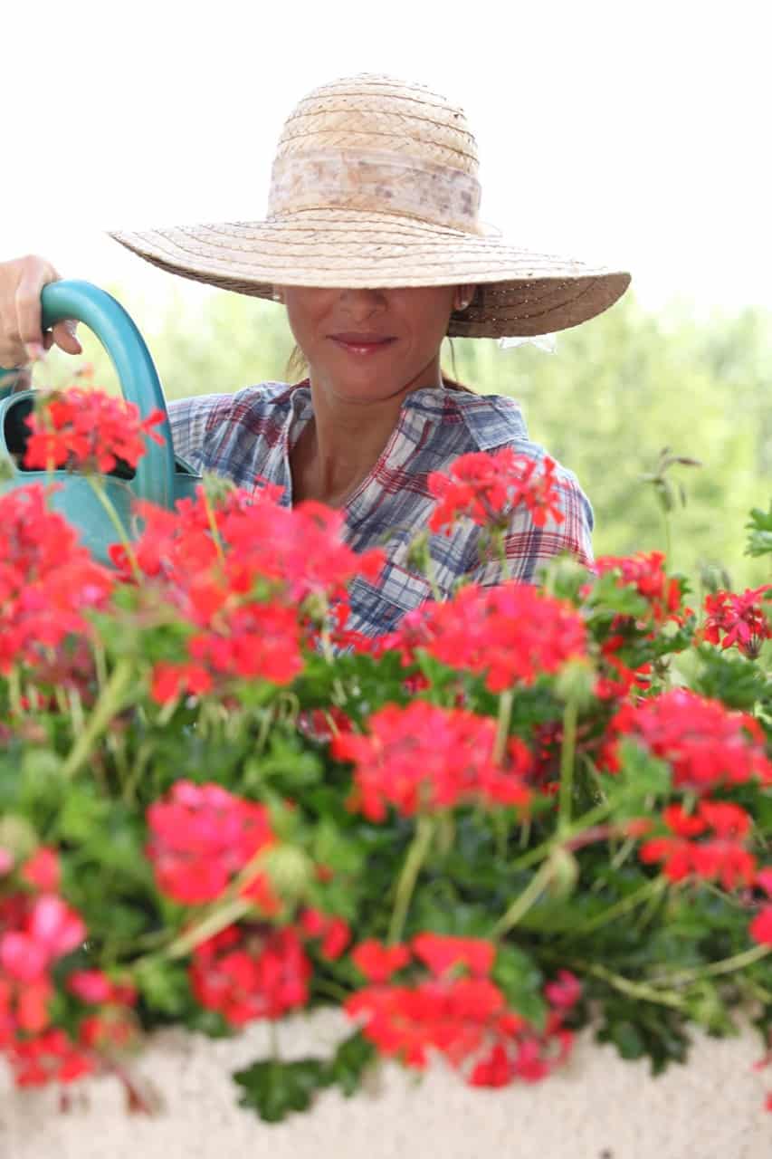 Are Geraniums Poisonous? ProGardenTips