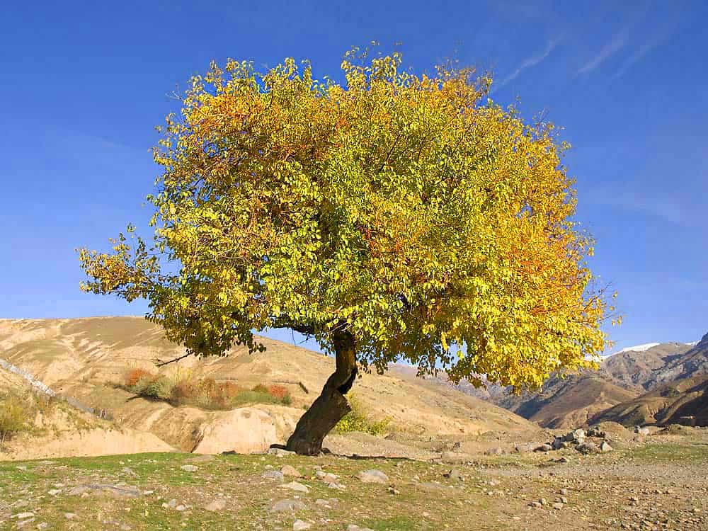 36 Most Common Trees in Missouri ProGardenTips