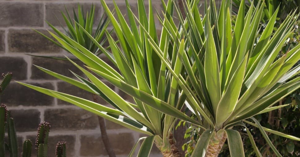 Are Yucca Plants Poisonous? ProGardenTips