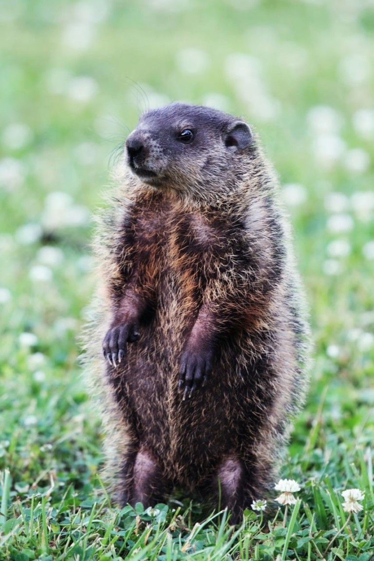 8 Types of Groundhog Resistant Plants ProGardenTips